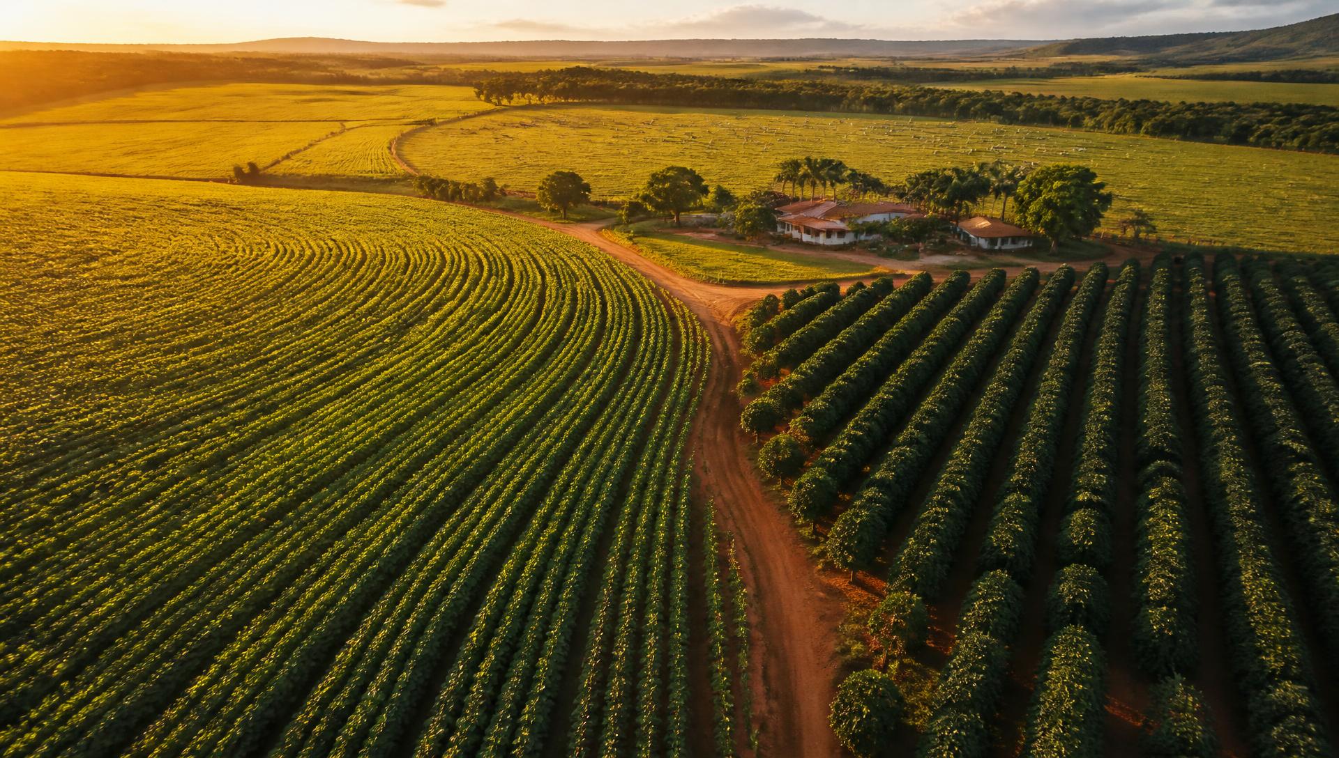 Vista aérea de lavoura de soja e café ao amanhecer em fazenda brasileira